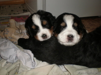 Элитные щенки Бернского Зенненхунда - Изображение #3, Объявление #222981