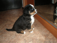 щенки бернского зенненхунда - Изображение #3, Объявление #216468