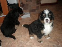 щенки бернского зенненхунда - Изображение #2, Объявление #216468