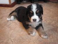 щенки бернского зенненхунда - Изображение #1, Объявление #216468