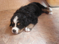 щенки бернского зенненхунда - Изображение #5, Объявление #216468