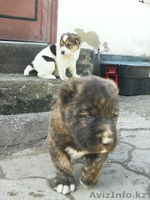 Продам щенков САО      - Изображение #1, Объявление #239381