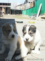 Продам щенков САО      - Изображение #2, Объявление #239381