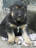 Продам щенков САО      - Изображение #4, Объявление #239381