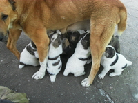 Продам щенков САО      - Изображение #3, Объявление #239381