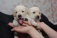  лабрадора ретривера щенки - Изображение #1, Объявление #230496
