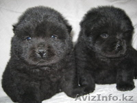 Щенки чау чау с отличной родословной - Изображение #4, Объявление #245274