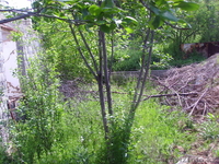 Дача в тураре находится  - Изображение #2, Объявление #241192