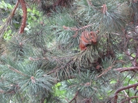 ПРОДАМ  1-КОМНАТНУЮ КВАРТИРУ В ЭКОЛОГИЧЕСКИ ЧИСТОМ РАЙОНЕ АЛМАТЫ. - Изображение #2, Объявление #222290