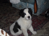 г.Алматы Антон 87772077441 anton5869@mail,ru - Изображение #3, Объявление #220729