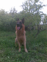 кобель немецкой овчарки ищет подругу для вязки - Изображение #1, Объявление #249428
