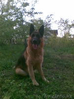 кобель немецкой овчарки ищет подругу для вязки - Изображение #3, Объявление #249428
