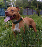 Американскго питбультерьера щенки (редноусы) - Изображение #1, Объявление #251274