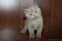 Продаются котята Британской короткошерстной породы - Изображение #2, Объявление #259988
