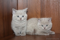 Продаются котята Британской короткошерстной породы - Изображение #1, Объявление #259988
