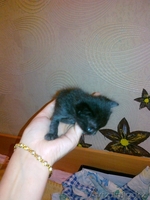 КОТЯТА!!! Срочно заберите!!!!!!!!!!!!!!!!! - Изображение #1, Объявление #268196