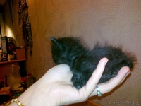 КОТЯТА!!! Срочно заберите!!!!!!!!!!!!!!!!! - Изображение #3, Объявление #268196