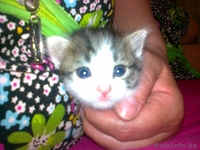 КОТЯТА!!! Срочно заберите!!!!!!!!!!!!!!!!! - Изображение #5, Объявление #268196