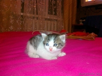 КОТЯТА!!! Срочно заберите!!!!!!!!!!!!!!!!! - Изображение #4, Объявление #268196