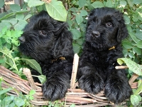 продам щенков русского черного терьера - Изображение #2, Объявление #249381