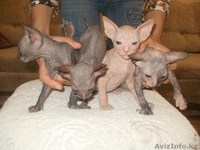 Продам ДОНСКОГО СФИНКСА - Изображение #1, Объявление #267192