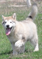 Аляскинский Маламут - Изображение #1, Объявление #271572