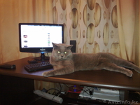 Британские кошечки продаются! - Изображение #2, Объявление #252924