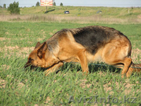 Продам оварку немецкую - Изображение #1, Объявление #272035