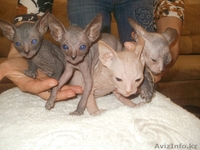 Продам ДОНСКОГО СФИНКСА - Изображение #2, Объявление #267192