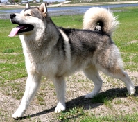 Аляскинский Маламут - Изображение #2, Объявление #271572