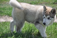 Аляскинский Маламут - Изображение #3, Объявление #271572