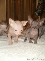 Продам ДОНСКОГО СФИНКСА - Изображение #3, Объявление #267192