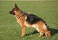 Продам оварку немецкую - Изображение #3, Объявление #272035