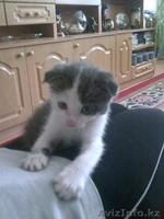 Котёнок Бесплатно  - Изображение #1, Объявление #261156