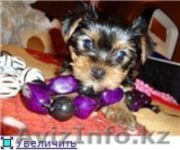 щенки йоркширского терьера - Изображение #1, Объявление #267469