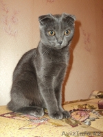 Британские кошечки продаются! - Изображение #1, Объявление #252924