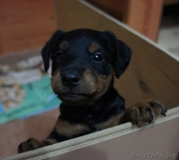  ягдтерьер ЩЕНОК 1,5 МЕСЯЦА - Изображение #1, Объявление #274266