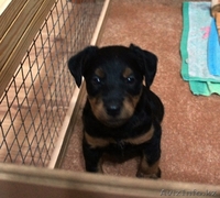  ягдтерьер ЩЕНОК 1,5 МЕСЯЦА - Изображение #2, Объявление #274266