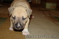 Продам  элитных щенков СТАФФОРДОВ!!!! - Изображение #3, Объявление #274208