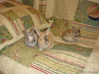 продам декоративных крольчат, 1 месяц. за 3000 тг. ласковые, ручные - Изображение #2, Объявление #274771