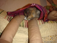 продам декоративных крольчат, 1 месяц. за 3000 тг. ласковые, ручные - Изображение #3, Объявление #274771