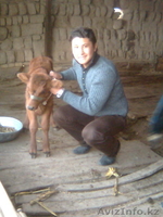 водитель-телохранитель - Изображение #1, Объявление #254507