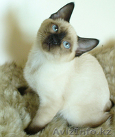 Котята меконгского (тайского) бобтейла  - Изображение #3, Объявление #259616