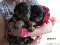  продаются Щенки ротвейлера - Изображение #2, Объявление #259807
