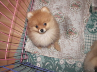 Щенки немецкий шпиц - Изображение #1, Объявление #211449