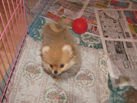 Щенки немецкий шпиц - Изображение #3, Объявление #211449