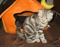 Шотландский вислоухий мальчик скоттиш фолд редкого окраса - Изображение #1, Объявление #279154