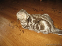 Шотландский вислоухий мальчик скоттиш фолд редкого окраса - Изображение #2, Объявление #279154