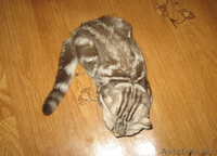 Шотландский вислоухий мальчик скоттиш фолд редкого окраса - Изображение #3, Объявление #279154