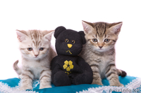 Продам милых британских котят - Изображение #2, Объявление #278062